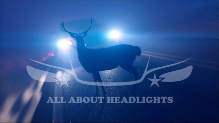 Why do deer stop and stare at headlights?